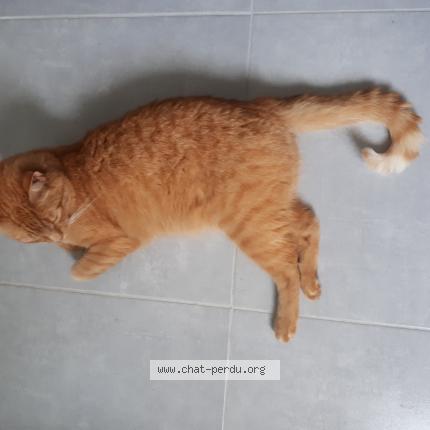 Photo 1/1 Re  MIMI Chat lost in Questembert