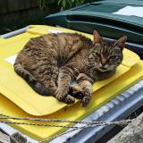 Picture of cat found at Vern Sur Seiche