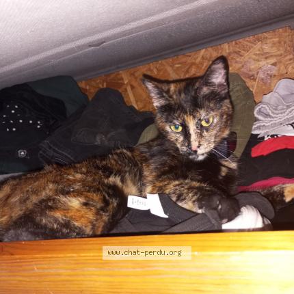 Photo 1/1 Kiwi Chat lost in Millau