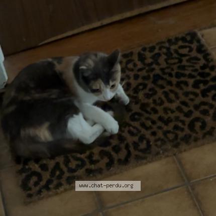 Photo 1/1 Found cat Found in Lausanne