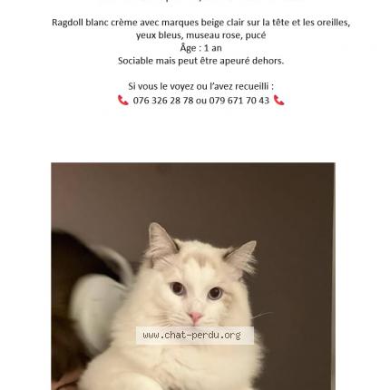 Foto 1/1 Wiedergefundene Katze Verloren in Yverdon Les Bains