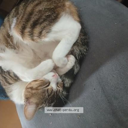 Photo 1/1 Valentine Chat lost in Douarnenez