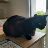 Picture of cat lost at Corbie