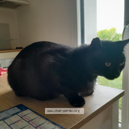 Photo 1/1 Eloime Chat lost in Corbie