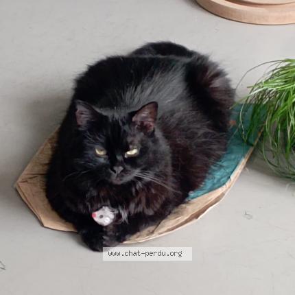 Photo 1/1 Cat reunited Lost in Frejus