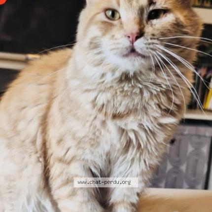 Photo 1/2 Yoda Chat lost in Bourg saint christophe