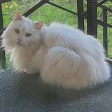 Picture of cat lost at Sonnaz