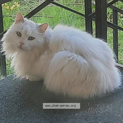 Photo 1/1 Peluche Chat lost in Sonnaz