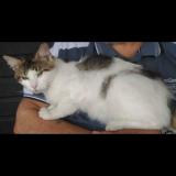 Picture of cat lost at Auby