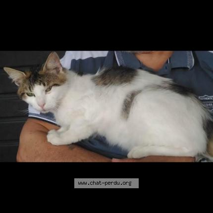 Photo 1/1 Crapouille Chat lost in Auby