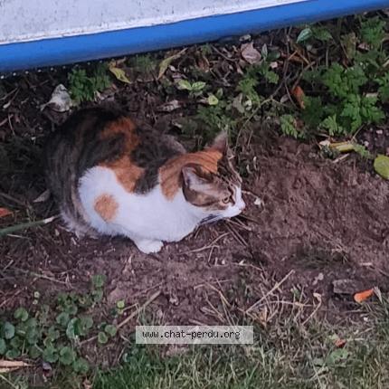 Photo 1/1 Caramel Chat lost in Marly