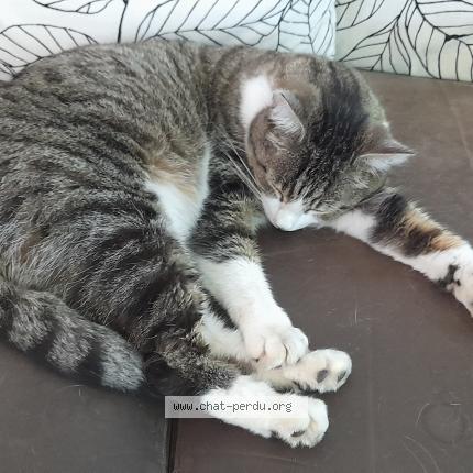 Photo 1/1 sharky Chat lost in Libramont chevigny