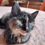 Picture of cat lost at Le Grand Quevilly