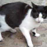 Picture of cat found at Villefranche De Rouergue