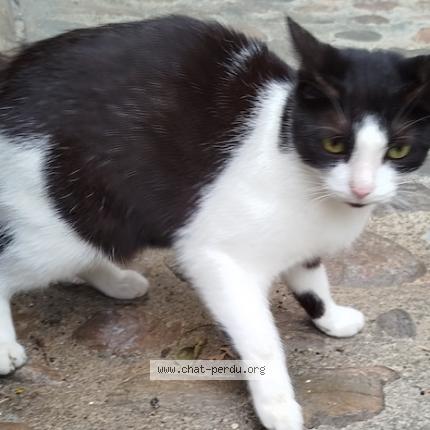 Photo 1/1 Found cat Found in Villefranche de rouergue