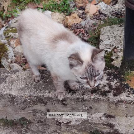 Photo 1/1 Lilly Chat lost in Jaunay clan