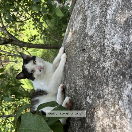Photo 1/1 Félix Chat lost in Grasse