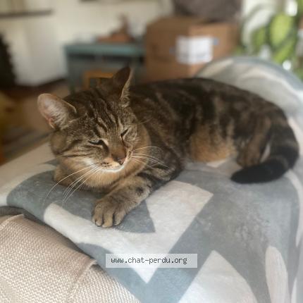 Photo 1/1 Ti-lou Chat lost in Salavaux