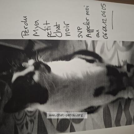 Photo 1/1 Mya Chat lost in Caluire