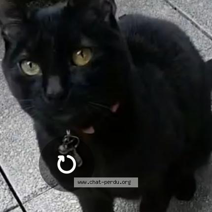 Photo 1/1 Chacha Chat lost in Gosier