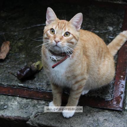 Photo 1/1 Chuchito&ntilde;o Chat lost in Xalapa