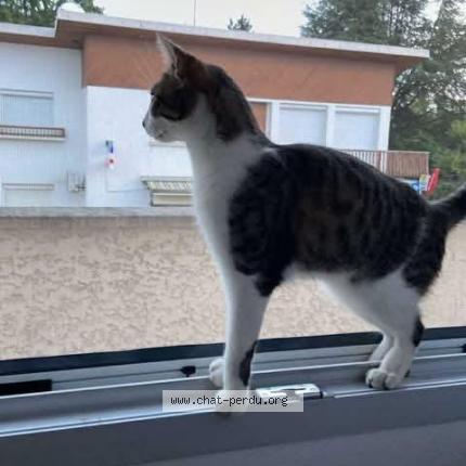 Photo 1/1 Yuna Chat lost in Luxeuil