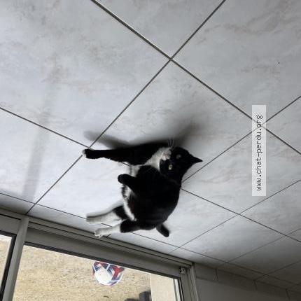 Photo 1/1 olly Chat lost in Nlain