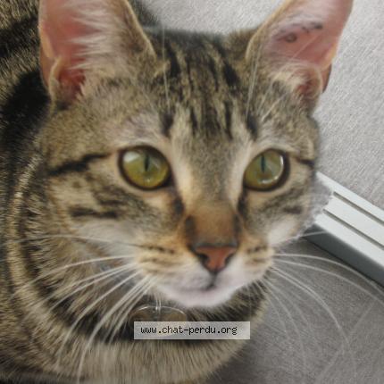 Photo 1/1 Indi Chat lost in Le haillan