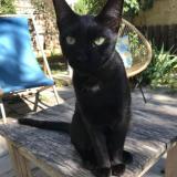 Picture of cat lost at La Seyne Sur Mer