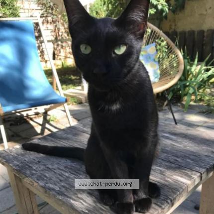 Photo 1/1 Misty Chat lost in La seyne sur mer