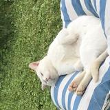 Picture of cat lost at Courmangoux