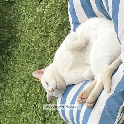 Photo 1/1 MOUSS Chat lost in Courmangoux