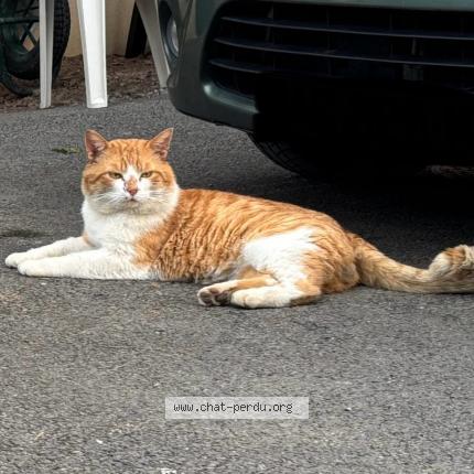 Photo 1/1 Rouquin Chat lost in Tresques