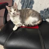 Picture of cat lost at Port De Bouc