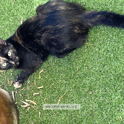 Photo 1/1 Minette Chat lost in Ondres