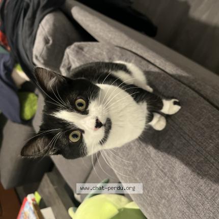 Photo 1/1 Whisper Chat lost in Fresnes