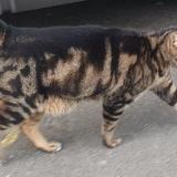 Picture of cat lost at Gland