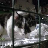 Picture of cat found at Bruxelles Ville