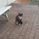 Picture of cat found at Marck