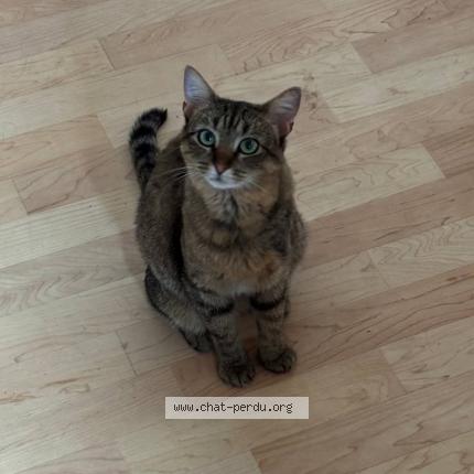 Photo 1/1 Crumble Chat lost in Toulouse