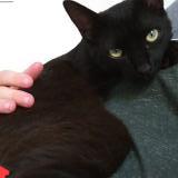 Picture of cat lost at Orange