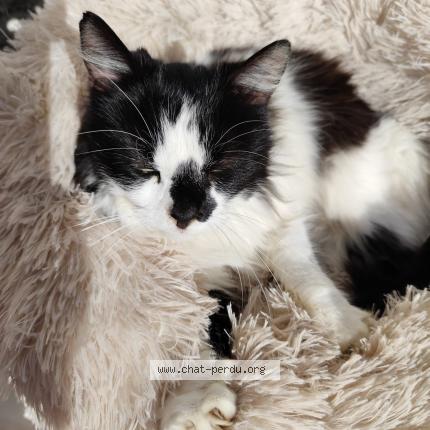 Photo 1/1 Abby Chat lost in Saint remy de provence