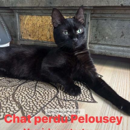 Photo 1/1 Zorro Chat lost in Pelousey