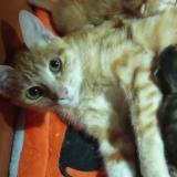 Picture of cat lost at Chateauroux