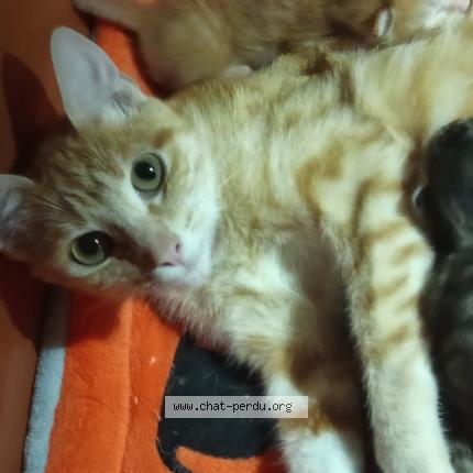 Photo 1/1 Sokaina Afkir Chat lost in Chateauroux