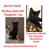 Picture of cat lost at Montbeliard