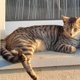 Picture of cat lost at Val D Oust