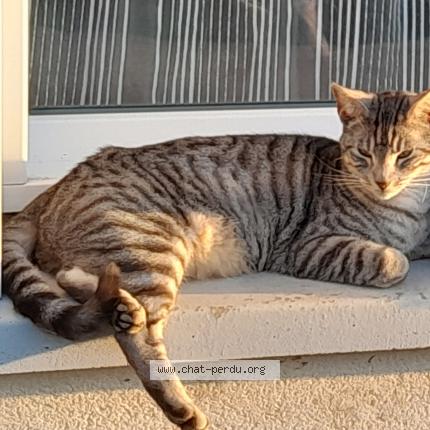 Photo 1/1 Olive Chat lost in Val d oust