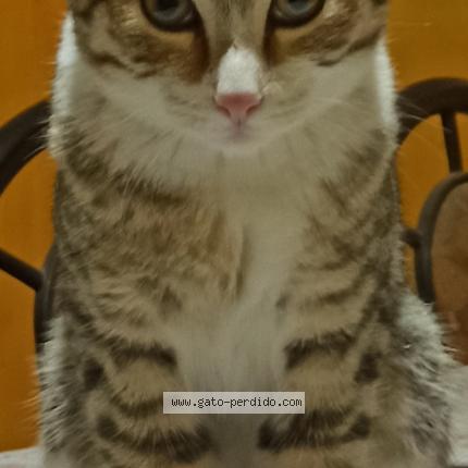 Photo 1/1 Samir Chat lost in Yura