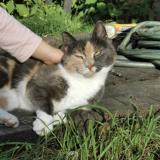 Picture of cat lost at Paimpont